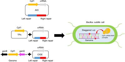 Design and Construction of Portable CRISPR-Cpf1-Mediated Genome Editing in Bacillus subtilis 168 Oriented Toward Multiple Utilities